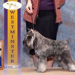 Chizhik - Miniature Schnauzer