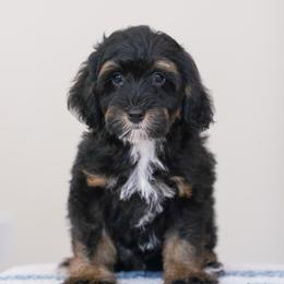 Hondo (socialization program student) - Tri-color male Bernedoodle puppy in Dundee, Ohio from Down Home Doodle