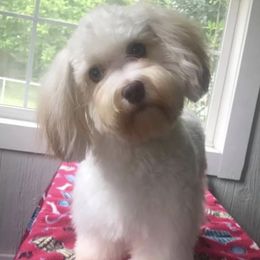 Sweetie Pie - Havanese