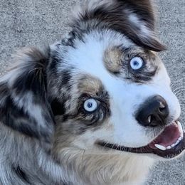 Miniature Australian Shepherds from Austin Aussies by Jody
