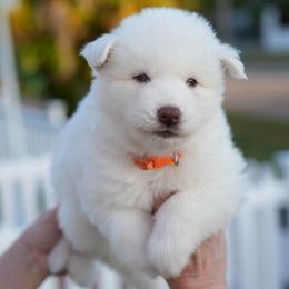 Manuk - White male Siberian Husky puppy in Miami, Florida from Blue Moon Huskies