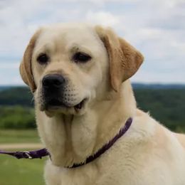 Labrador Retrievers from Turn Key Ridge