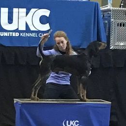 Rider - Bluetick Coonhound