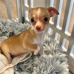 Lil Joel - Fawn and white male Chihuahua puppy in North Carolina & Lake Placid., North Carolina from Precious Petite Puppies