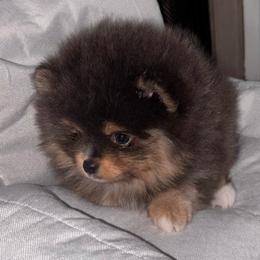Blue n tan - Blue and tan female Pomeranian puppy in Fayetteville, North Carolina from Tar-heel Poms
