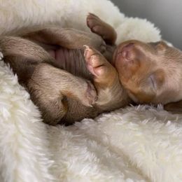 Dachshund Puppies from Autumns Dachshunds