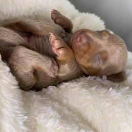 Dachshund Puppies from Autumns Dachshunds