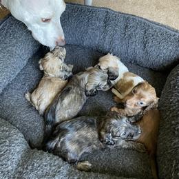 Dachshund Puppies from M.H.P Dachshunds