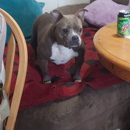 Buneri  - American Bully