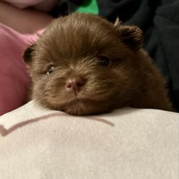 Abigail (Millie) - Chocolate female Pomeranian puppy in Springfield, Missouri from Hope Mountain Pomeranians