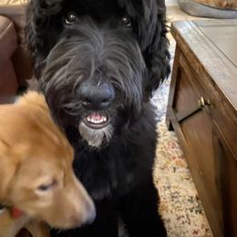 Assorted Doodle Crosses Puppies from Meekie Doodle Farm