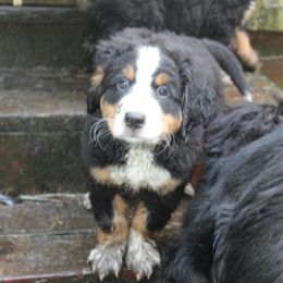 Bernese Mountain Dog Puppies from Baby Bear Bernese Kennel