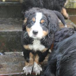 Bernese Mountain Dog Puppies from Baby Bear Bernese Kennel