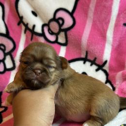 Ckc RUMI - Chocolate and tan female Shih Tzu puppy in Roseville, Michigan from Diamond Paws LLC