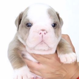 Bulldogs from Authentic Bullys