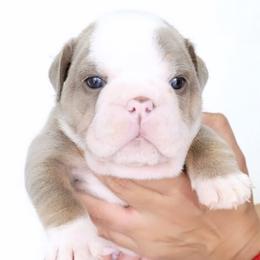 Bulldogs from Authentic Bullys