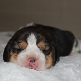 Beulah - Black tan and white female Beagle puppy in Morrill, Kansas from Kelle Beagles