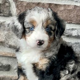 Assorted Doodle Crosses, Aussiedoodles, and Goldendoodles from Skyridge Doodles