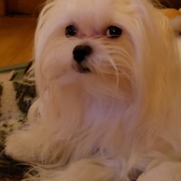 Maltese from Donna's Maltese