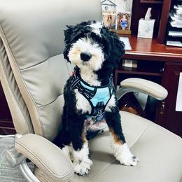 Ruger - Bernedoodle