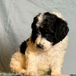 Azalea - Black and white female Sheepadoodle puppy in Chesapeake, Virginia from Doodle-Cove