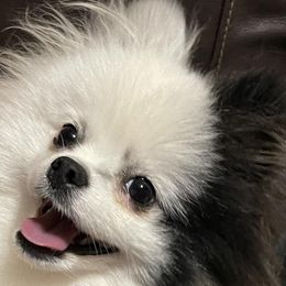 Pomeranians from Harmony Pomeranians