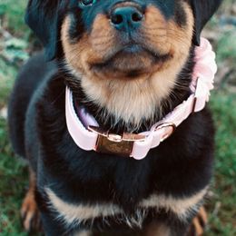 Rottweilers from Von Der Rogue Rottweilers