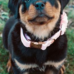 Rottweilers from Von Der Rogue Rottweilers