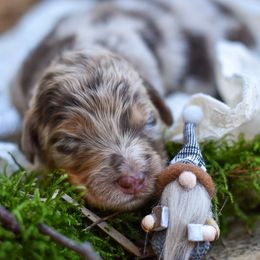 Girl 5 - female Bordoodle puppy in Tillamook, Oregon from Oregon Bordoodles