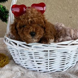 Sandy - Red female Cavapoo puppy in Utah County, Utah from Cascade Springs Doodles