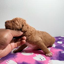 Brothers And Sisters - Apricot female Goldendoodle puppy in Houston, Texas from Were The Mack'Doodles Mack’Poodles