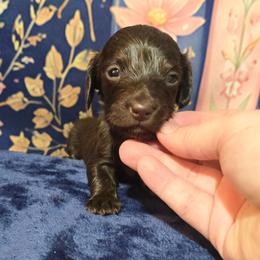 Truffle - Chocolate female Dachshund puppy in Windom, Minnesota from Aster Creek Dachshunds & Australian Shepherds