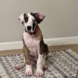 Great Dane Puppies from Phoenix Family Danes