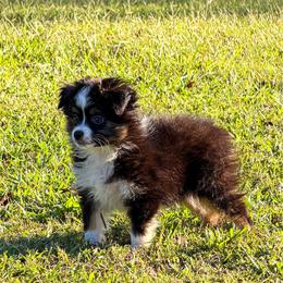 Chocolate - Black tri male Toy Australian Shepherd puppy in Blacksburg, South Carolina from Rustic Rose Toy Australian Shepherds