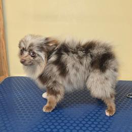 Chocolate merle - Chocolate merle male Pomeranian puppy in Meherrin, Virginia from Traveling Poms