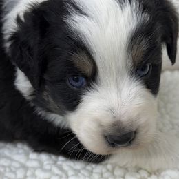 M1 - Black tri-color male Australian Shepherd puppy in Arrington, Tennessee from Tumblin T Aussies and Aussiedoodles