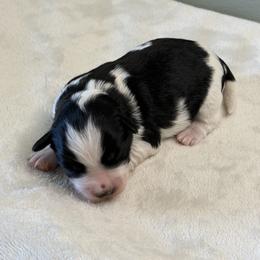 Baby Boy Gutmann - Parti male Miniature Schnauzer puppy in Brundidge, Alabama from Deez Pups Magnificent Schnauzers