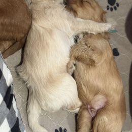Australian Labradoodle Puppies from My Three Doodles