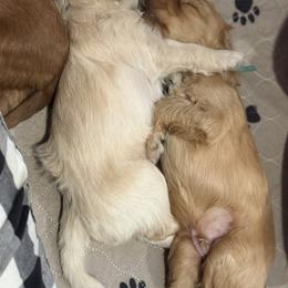 Australian Labradoodle Puppies from My Three Doodles