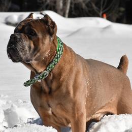 Malikai - Cane Corso