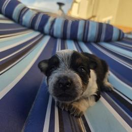 Australian Cattle Dog Puppies from Wild Sage Cattle Dogs