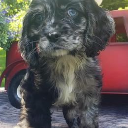 Cockapoo, Cocker Spaniel, and Goldendoodle Puppies from Robbin's Treasures