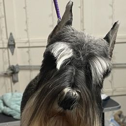 Wyn - Miniature Schnauzer