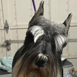 Wyn - Miniature Schnauzer