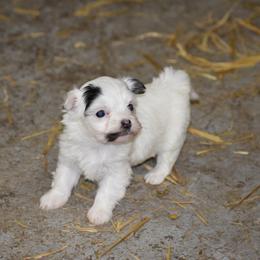 Girl 1 - White female Havanese puppy in Sanborn, North Dakota from Bydand Newfoundlands