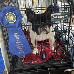 French Bulldog Puppies from Peaceful Prayers French Bulldogs