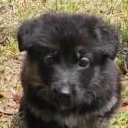 Orange Collar Puppy 5 - Black and red female German Shepherd puppy in Central Florida, Florida from Vom Furstenhund