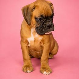 Pink - Tiki - Fawn female Boxer puppy in Okaloosa County, Florida from Archangel Boxers
