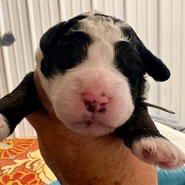 Gray boy - Tri-color male Bernedoodle puppy in Lake, Michigan from 3 King Doodles & Poodles