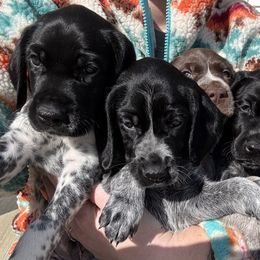 German Shorthaired Pointers from BadboysGSPS